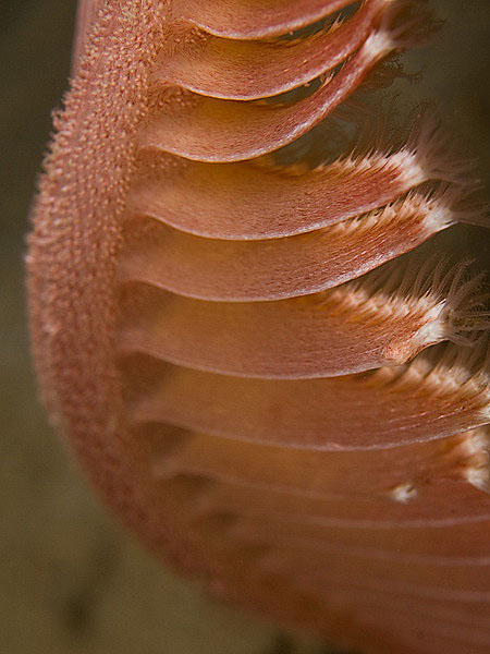 Sea pen